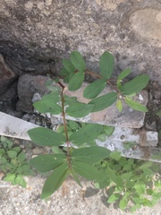 Euphorbia hyssopifolia