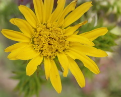 Oedera imbricata