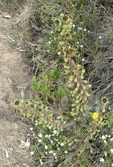 Oedera imbricata
