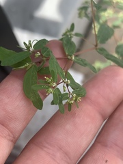 Euphorbia hyssopifolia