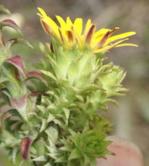 Oedera imbricata