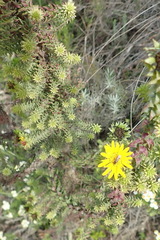 Oedera imbricata