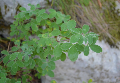 zanoväť chlpatá (Chamaecytisus hirsutus)