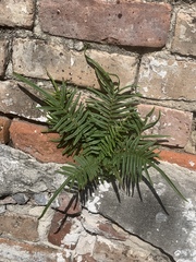 Pteris vittata