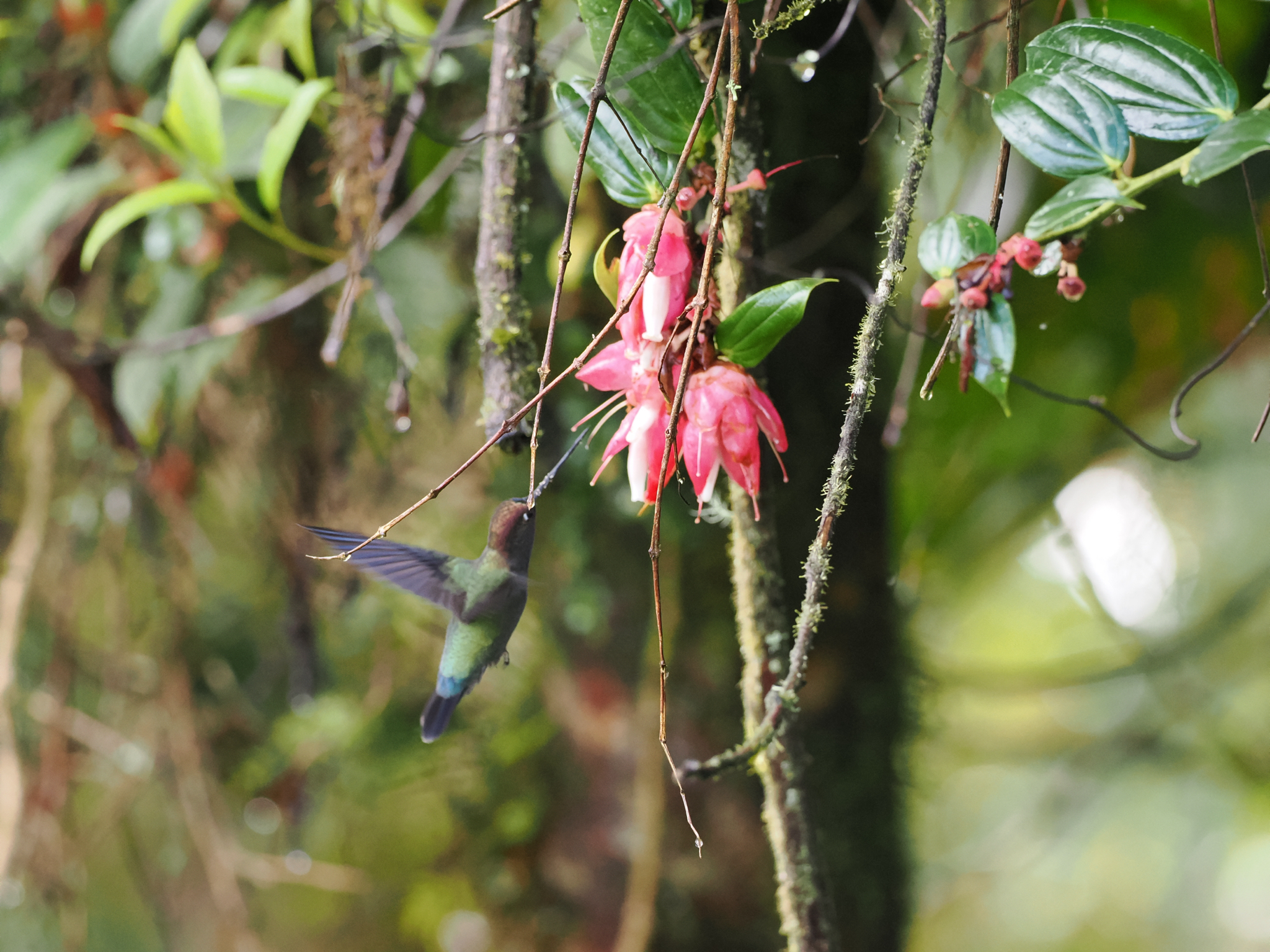 Green-fronted Lancebill (Doryfera ludovicae), photo 7
