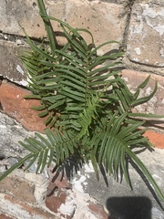 Pteris vittata