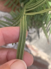 Pteris vittata