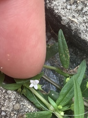 Spermacoceae