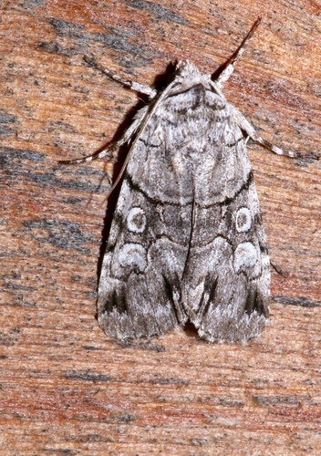 Sympistis chionanthi J.E.Smith, 1797