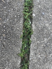 Spermacoceae