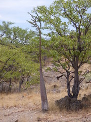 Pachypodium lealii image