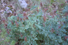 Coronilla