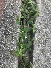 Spermacoceae