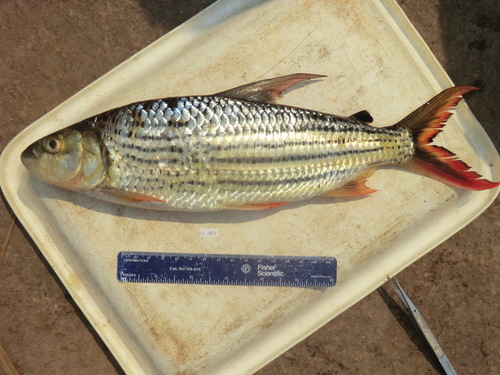 Striped Tigerfish