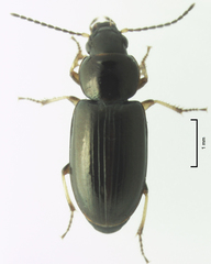 Haplanister crypticus