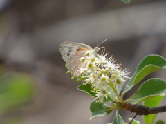 Colotis calais williami