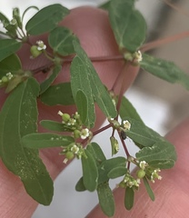 Euphorbia hyssopifolia