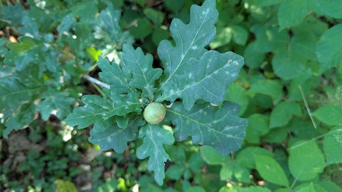 Photo of Oak Marble Gall Wasp (Andricus kollari)