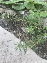Leucospora multifida
