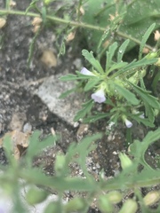 Leucospora multifida