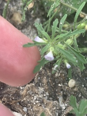 Leucospora multifida