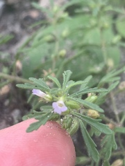 Leucospora multifida