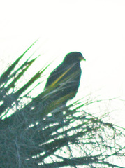 Buteogallus