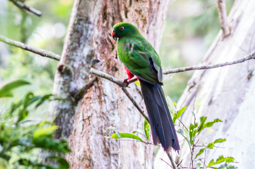 Alisterus chloropterus observed 2025-04-26