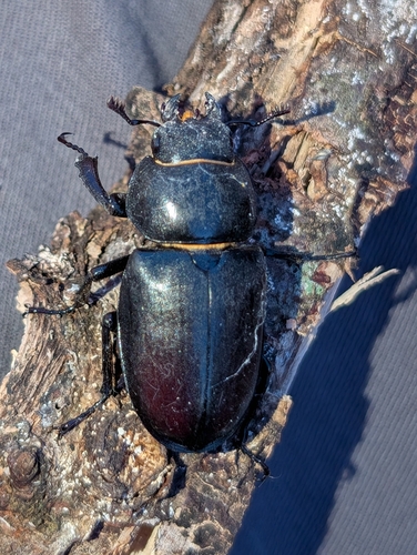 Lucanus cervus