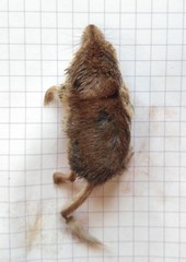 Sorex tundrensis