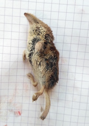 Tundra Shrew