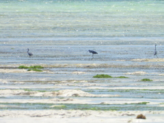 Egretta garzetta dimorpha
