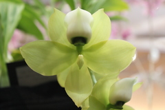 Cycnoches warscewiczii