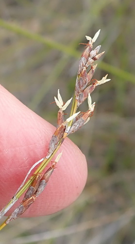 Image of Tetraria microstachys by (c) Nicola van Berkel, some rights reserved (CC BY-SA)