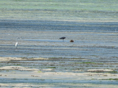 Egretta garzetta dimorpha