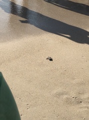 Caretta caretta