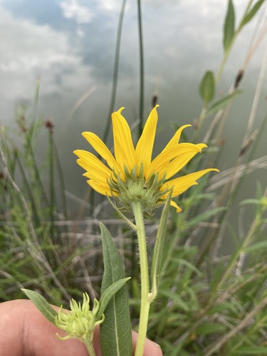 Helianthus nuttallii