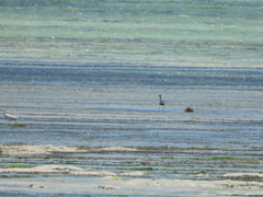 Egretta garzetta dimorpha