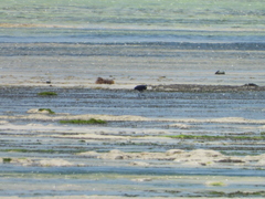 Egretta garzetta dimorpha
