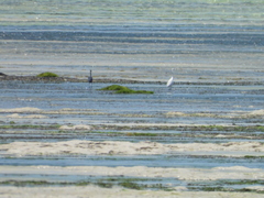 Egretta garzetta dimorpha