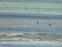 Egretta garzetta dimorpha