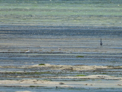 Egretta garzetta dimorpha