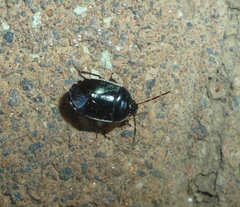 Canthophorus melanopterus