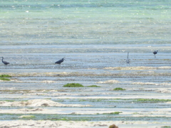 Egretta garzetta dimorpha