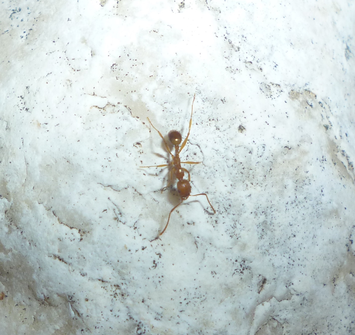 Aphaenogaster kervillei