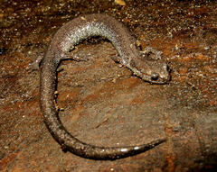 Plethodon electromorphus