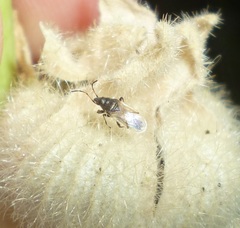 Oxycarenus hyalinipennis