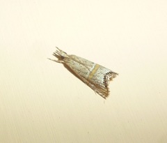 Euchromius superbellus