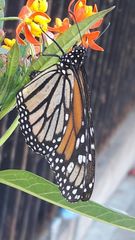 Danaus plexippus