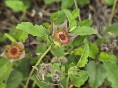 Malvastrum aurantiacum, photograph (c) Chris Hughes, some rights reserved (CC BY)